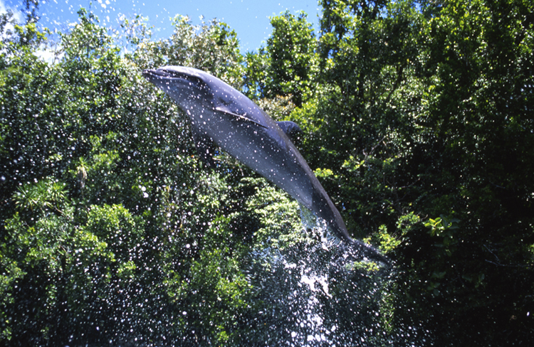 Angelee image;underwater;diving;action;dolphin;PALAU;MICRONESIA;wide angle scene;F234 19C 2